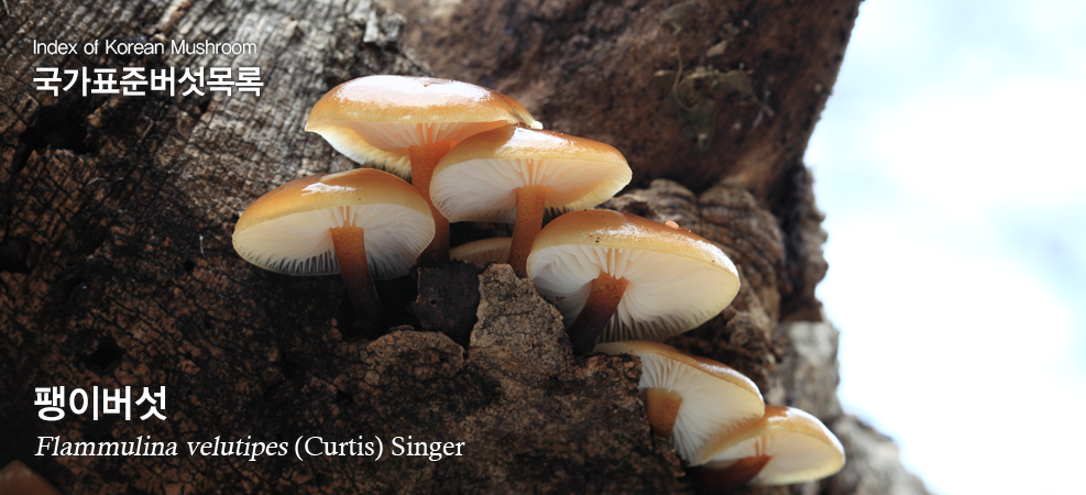 팽이버섯 Flammulina velutipes (Curtis) Singer