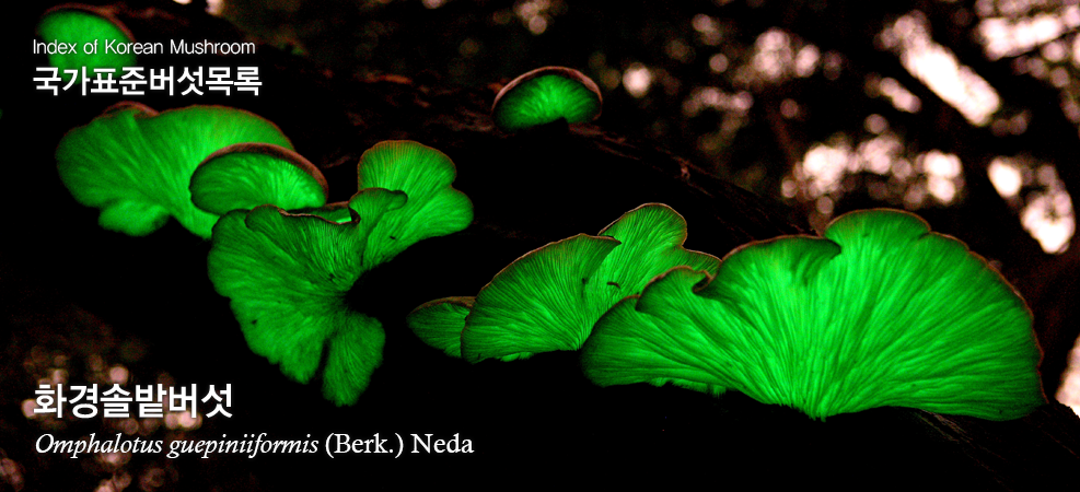 화경솔밭버섯 Omphalotus japonicus (Kawam.) kirchm. & O.K. Mill.